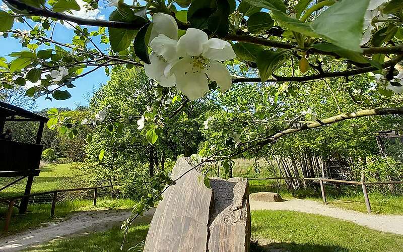 



        
            Blütenpracht im Tierpark,
        
    

        Foto: Tourismusverband Ruppiner Seenland e.V./Michelle Engel
    