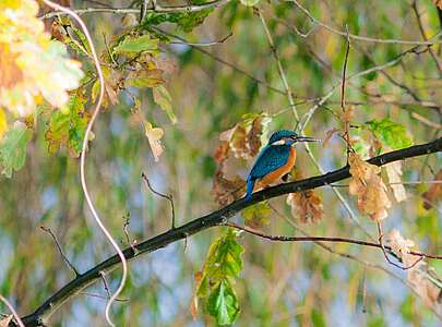 Eisvogel im Spreewald