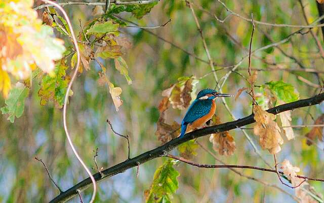 Eisvogel im Spreewald