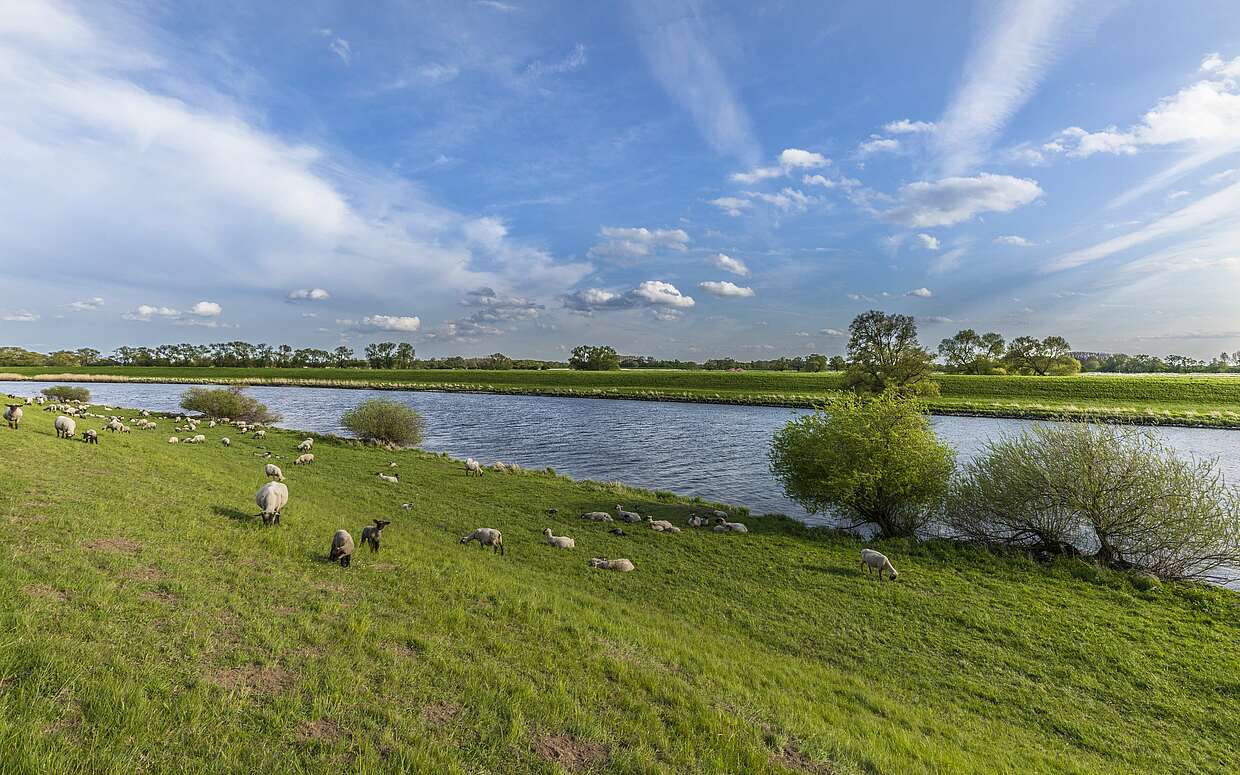 Eine Schafsherde am Ufer der Elbe