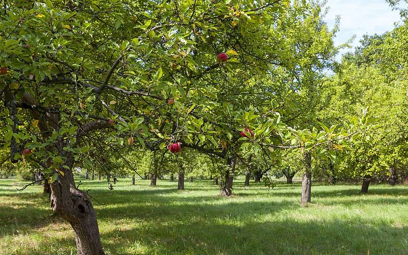 



        
            Pomologischer Schaugarten Döllingen,
        
    

        Foto: Tourismusverband Elbe-Elster-Land e.V./Andreas Franke
    