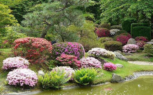Bunte Blütenpracht im japanischen Bonsaigarten Ferch