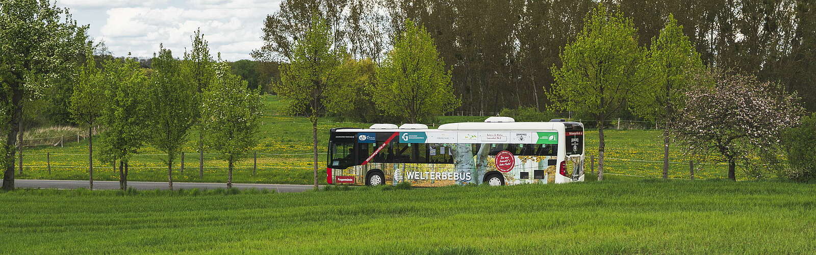 Mit dem Welterbebus in den Grumsin,
        
    

        Foto: TMB-Fotoarchiv/Steffen Lehmann