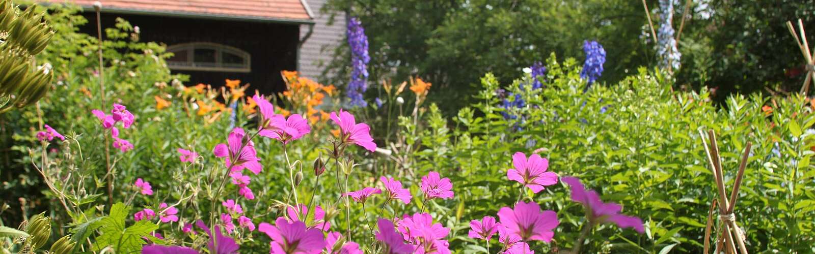 Blütenpracht im Bauerngarten,
        
    

        Foto: TMB-Fotoarchiv/Wolfgang Fabian