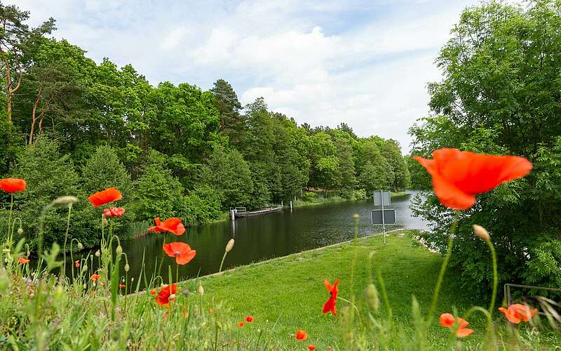 



        
            Blühender Mohn am Finowkanal,
        
    

        Foto: TMB-Fotoarchiv/Steffen Lehmann
    