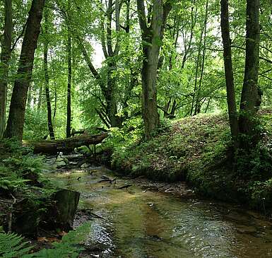 Brandenburgs schönstes Bachtal entdecken