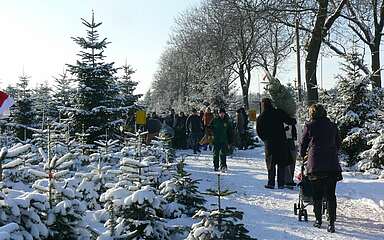 Auf dem Weg zur Weihnachtsbaumplantage in Werder
