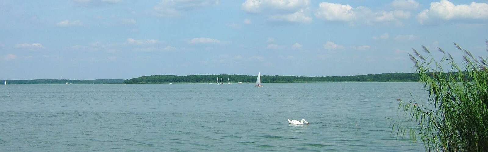 Blick auf den Schwielochsee,
        
    

        
            Foto: Tourismusverband Seenland Oder-Spree e.V.