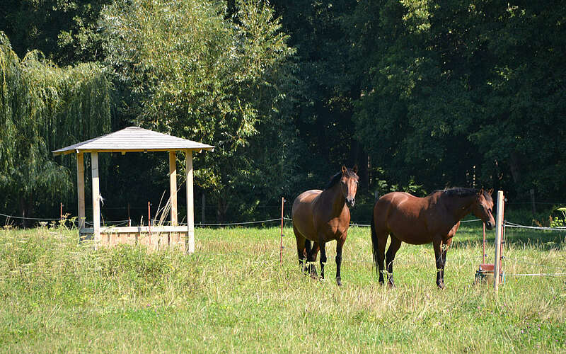 



        
            Pferde auf dem Gelände des Eibenhofs,
        
    

        Foto: TMB-Fotoarchiv/Matthias Schäfer
    