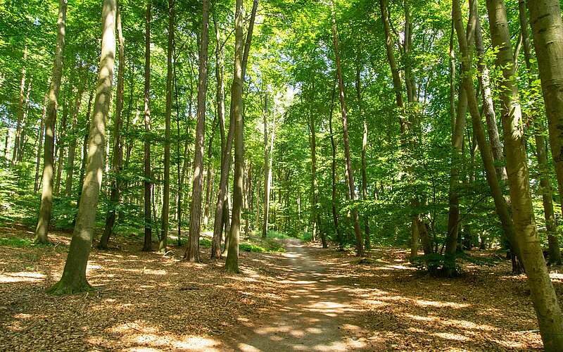 



        
            Stechlinsee-Rundweg,
        
    

        Foto: TMB-Fotoarchiv/Steffen Lehmann
    