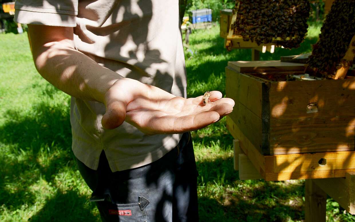 Wenn die Temperaturen im Frühling über 10° C klettern, fliegen die Bienen erstmals wieder aus.