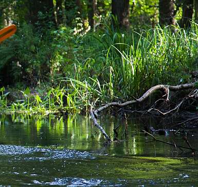 Spreewald