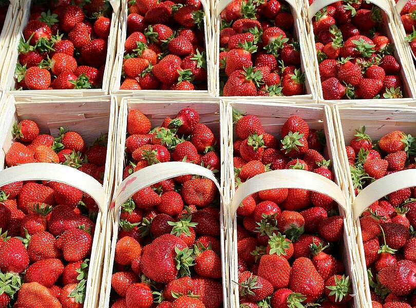 Erdbeeren aus Klaistow