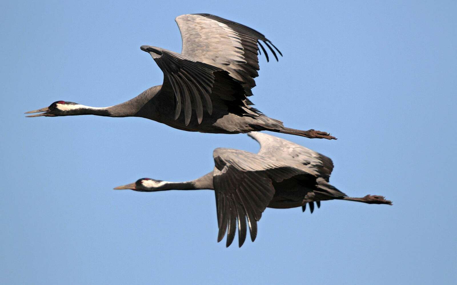 Kraniche im Anflug
