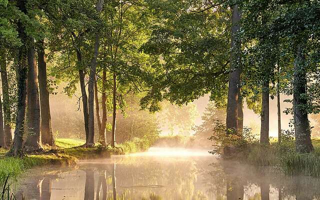 Morgentau im Spreewald