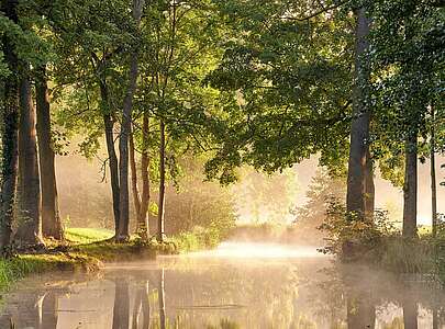 Morgentau im Spreewald