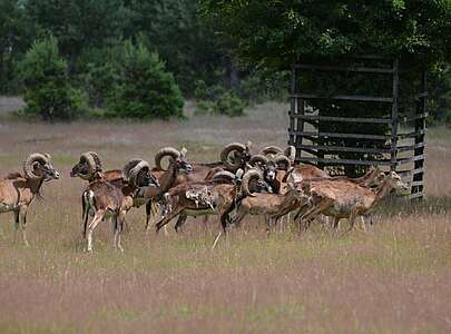 Mufflonherde im Wildgehege Glauer Tal