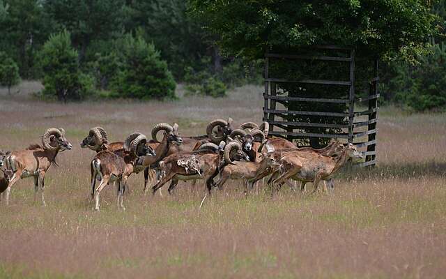 Mufflonherde im Wildgehege Glauer Tal