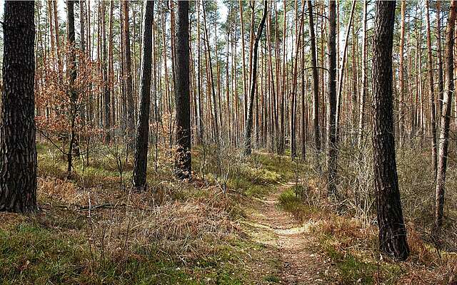 Wanderweg im Naturpark Niederlausitzer Landrücken