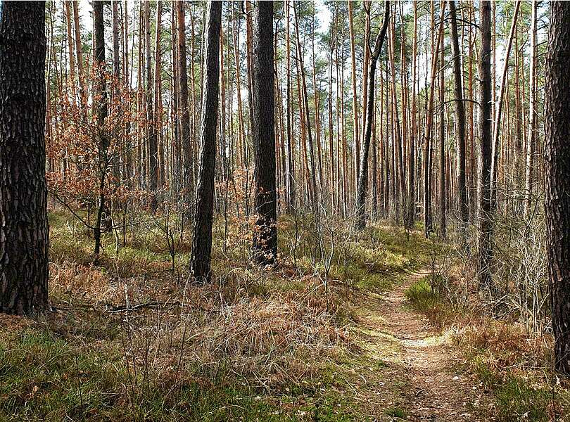 Wanderweg im Naturpark Niederlausitzer Landrücken