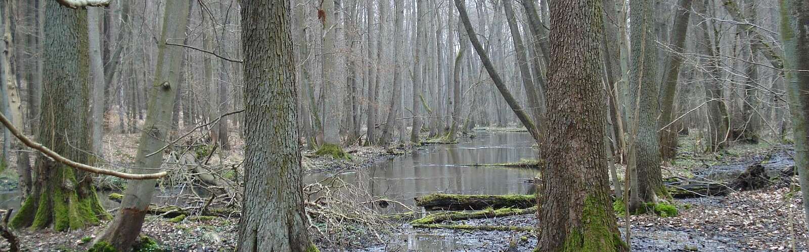 Der Fluss Schwärze,
        
    

        Foto: TMB-Fotoarchiv/Matthias Schäfer