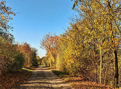 herbstliche Feldstraße