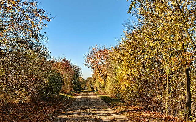 herbstliche Feldstraße