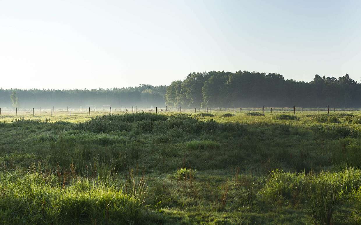 Morgenstimmung auf Gut Gollin