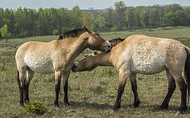 



        
            Przewalski-Pferde in Sielmanns Naturlandschaft Döberitzer Heide,
        
    

        Foto: TMB-Fotoarchiv/Steffen Lehmann
    