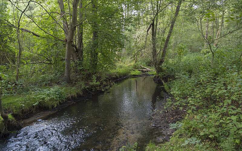 



        
            Das Hellmühler Fließ im Biesenthaler Becken,
        
    

        Foto: TMB-Fotoarchiv/Steffen Lehmann
    