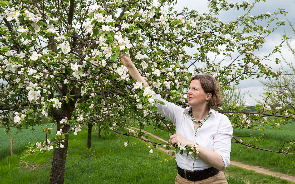 Äpfel sind die große Leidenschaft von Gräfin Daisy von Arnim vom Haus Lichtenhain in der Uckermark.