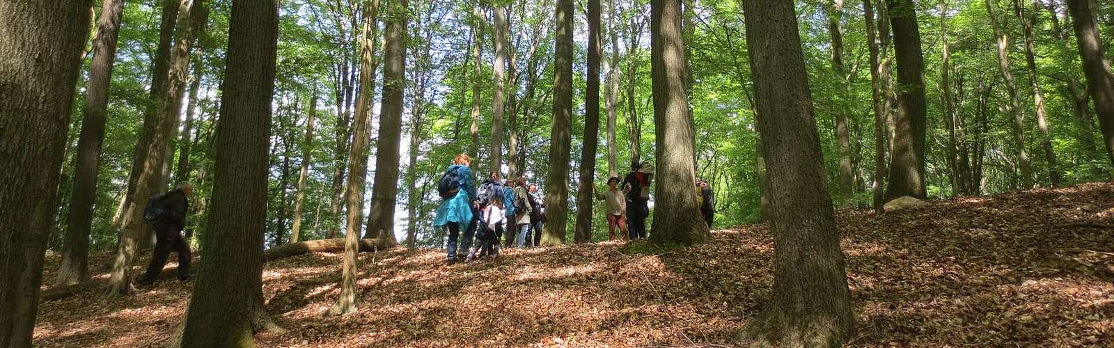 Wanderung durch den Grumsin,
        
    

        Foto: TMB-Fotoarchiv/Martina Göttsching