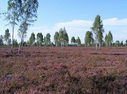 Reicherskreuzer Heide im Schlaubetal