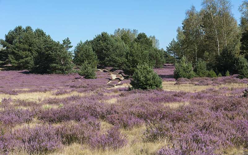 



        
            Blühende Heide,
        
    

        Foto: TMB-Fotoarchiv/Steffen Lehmann
    