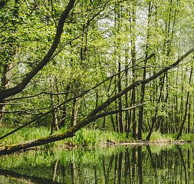 Auszeit im Spreewald