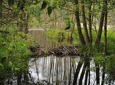 Biberdamm im Naturpark Stechlin-Ruppiner Land