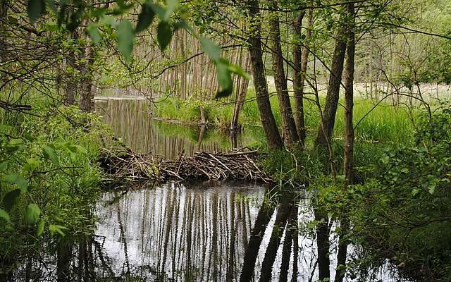 Biberdamm im Naturpark Stechlin-Ruppiner Land