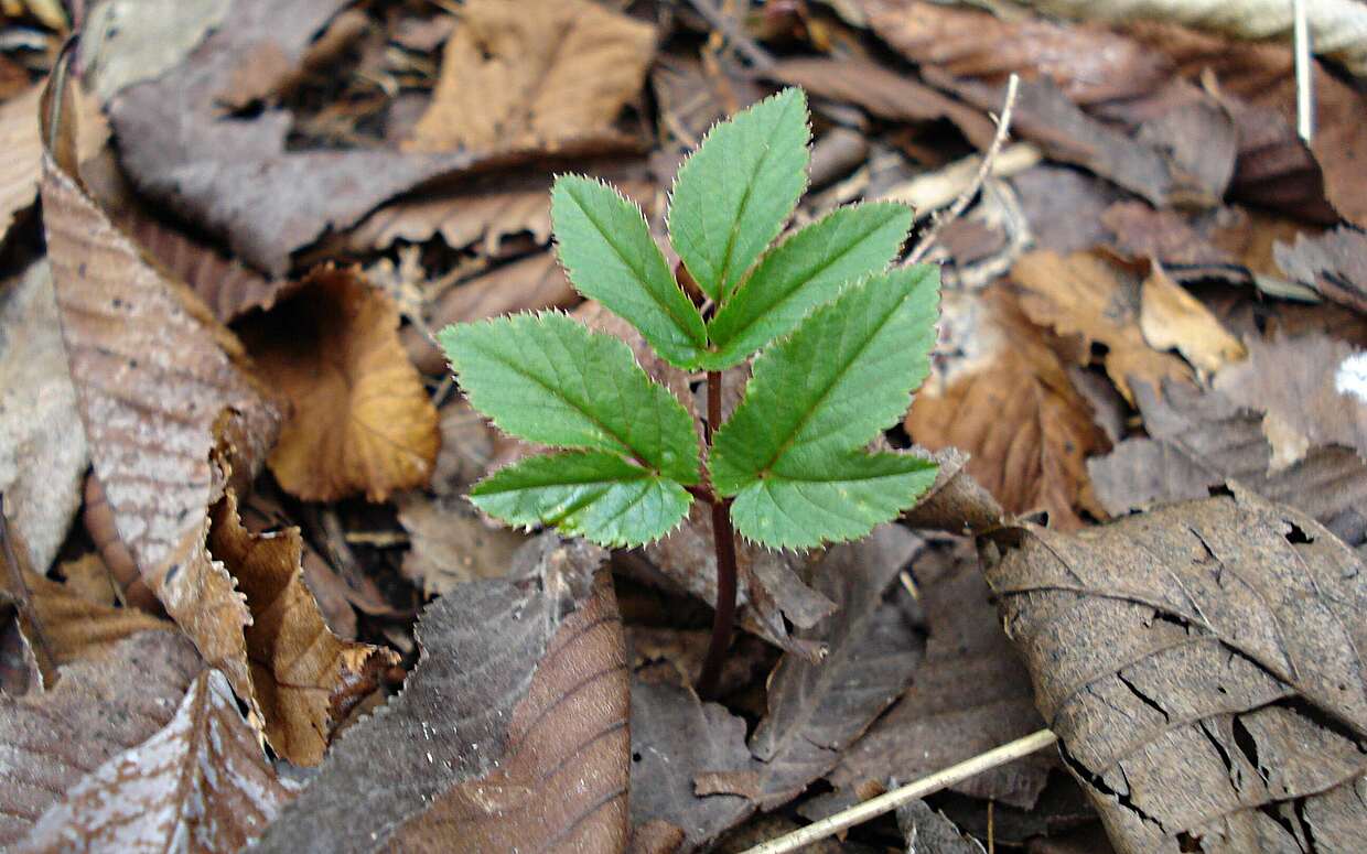 Die Natur erwacht: Hier haben die ersten grünen Blättchen des Gierschs den Waldboden durchstoßen.