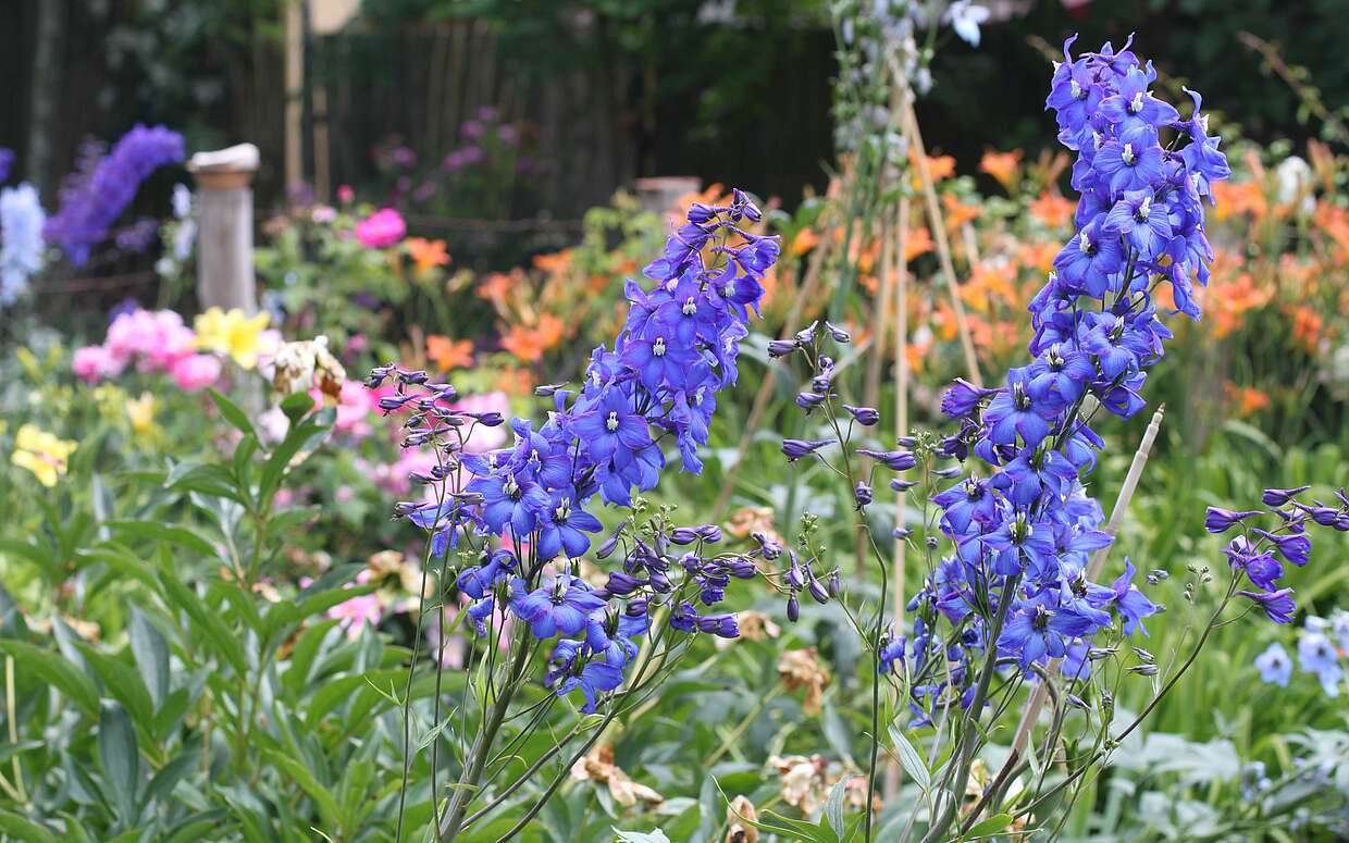 Blütenpracht im Bauerngarten