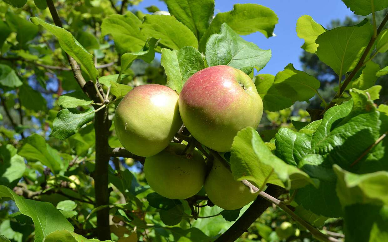 Ob Renette, Boskop oder Grafensteiner – jeder, der mindestens einen Zentner Äpfel hat, kann sie vom Mostmobil des Hauses Lichtenberg in der Uckermark zu köstlichem Saft pressen lassen.