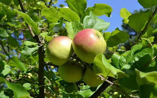 Reife Äpfel am Baum