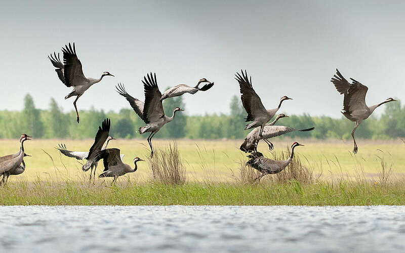 



        
            Kraniche in der Bergbaufolgelandschaft Lausitzer Seenland,
        
    

        Foto: Fokus-natur/Leo
    