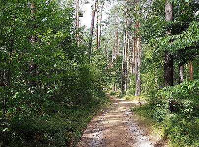 Wanderweg im Naturpark Barnim