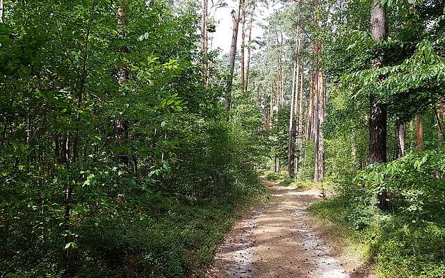 Wanderweg im Naturpark Barnim