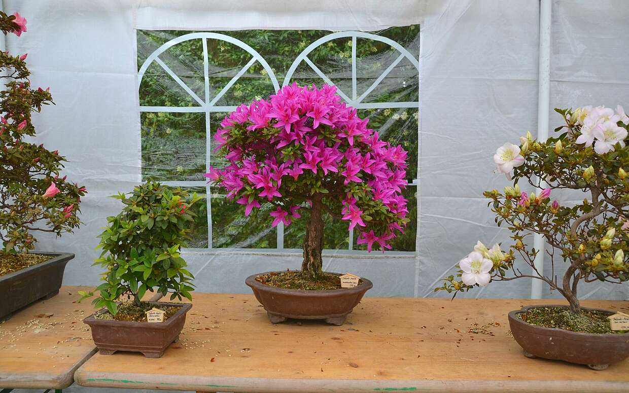 Bonsai-Azaleen-Schau: Einige von ihnen sind bis zu 130 Jahre alt.