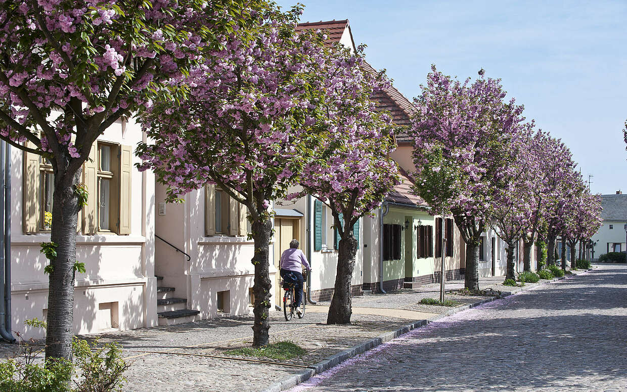 Altstadt Werder Havel mit Kirschblüte