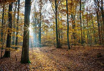Tausend Moore, hundert Seen und ein Wald