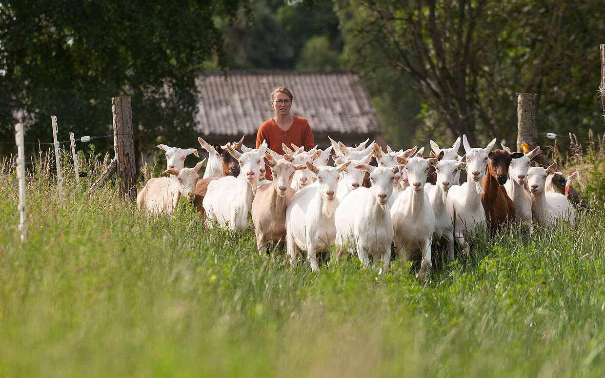 Immer den Ziegen nach: Das Ökodorf Brodowin setzt gleichzeitig auf Kühe, Hühner und Gemüseanbau.