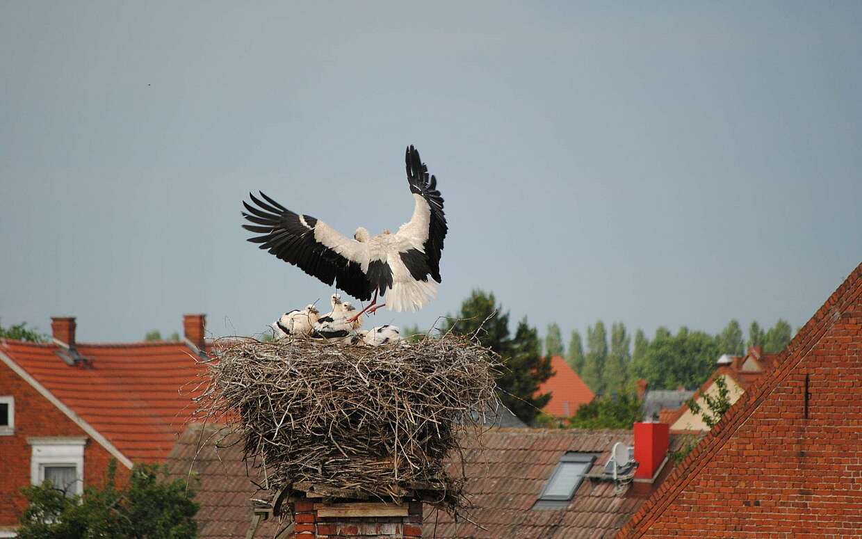 Storchenhorst in Rühstädt