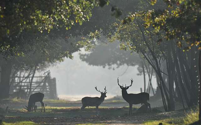 Damwild im Wildgehege Glauer Tal